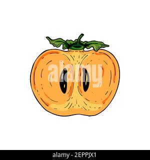 Hand drawn persimmon cut in half isolated on white background. Vector illustration in colored sketch style Stock Vector