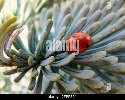 Close up of a ladybug on the blue grey needles of a fir tree Stock Photo