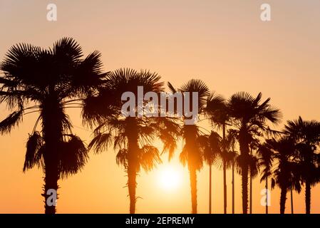 Low sun setting behind palm trees in Southend on Sea, Essex, UK. Dusk, evening colourful sunset with silhouette palm tree Stock Photo