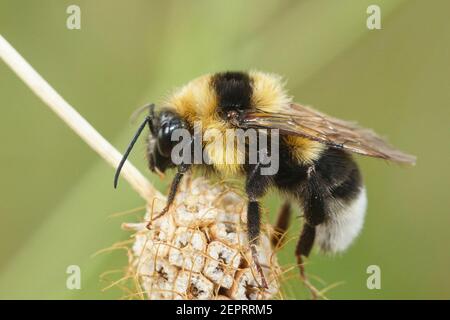 Closeup of a queen large garden or ruderal bumblebee , Bombus ruderatus Stock Photo