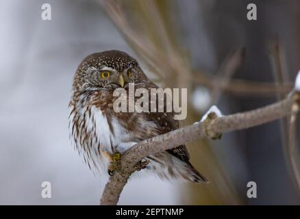 Eurasian Pygmy Owl (Glaucidium passerinum) in winter portrait, Bialowieza Forest, Poland, Europe Stock Photo