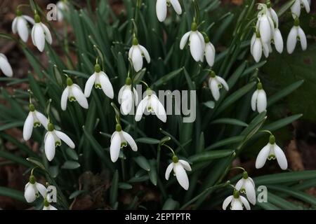 Snowdrops on the forest floor. Early spring in Barnwell East Local Nature Park, Cambridge, UK Stock Photo