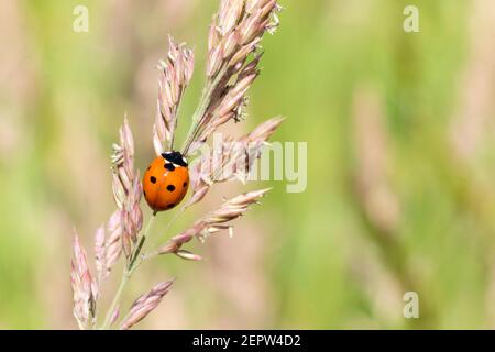 Ladybug, (coccinella septempunctata) a red beetle insect with seven spots resting on a grass seed plant stem in summer and commonly known as a ladybir Stock Photo