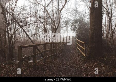 Pathway with fence through misty woodland Stock Photo