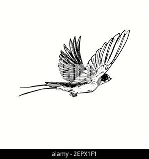 Hand drawn swallow bird flying collection. Ink black and white drawing ...