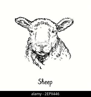 Sheep face portrait front view. Ink black and white doodle drawing in woodcut outline style. Stock Photo