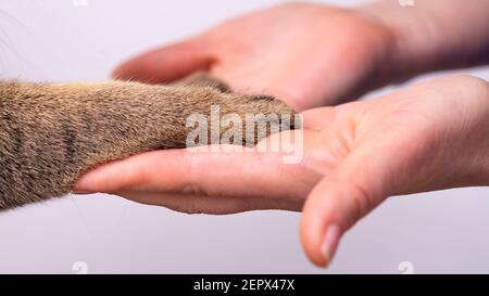 hands and paws of a cat on a white background friendship concept. Pets are human friends. Stock Photo