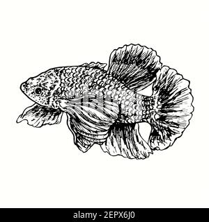 The Siamese fighting fish, Betta splendens, side view. Ink black and white doodle drawing in woodcut outline style. Stock Photo