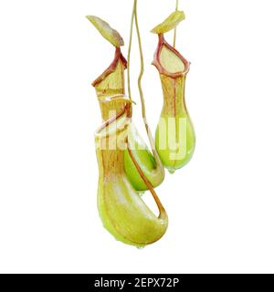 Pitcher Plants, Nepenthes Isolated on White Background with Clipping Path Stock Photo