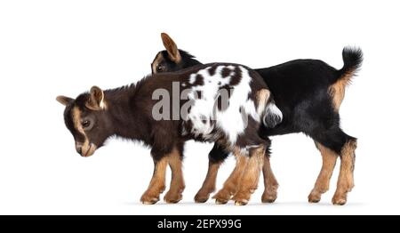 Two cute brown and black baby goats, standing side ways. Isolated on white background. Stock Photo