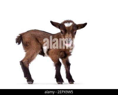 Funny looking very small baby goat, standing side ways. Looking to camera while smiling a showing teeth. Isolated on white background. Stock Photo