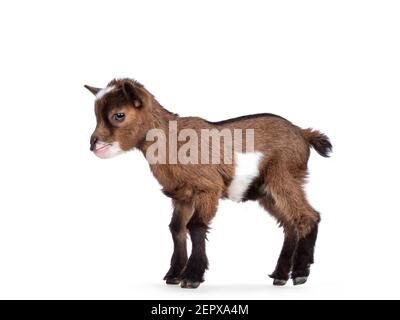 Funny looking very small baby goat, standing side ways. Looking straight ahead. Isolated on white background. Stock Photo
