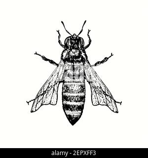 Honey bee worker, top view. Ink black and white drawing. Stock Photo