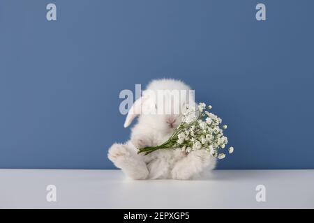 Baby rabbit with white flowers bouquet on blue background. Spring Easter concept. Stock Photo