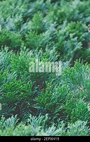 Thuja branches close-up. Green background of coniferous with shallow depth of field. Forest tree blurred backdrop Stock Photo