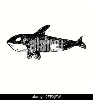 Killer whale, Orca side view. Ink black and white doodle drawing in woodcut outline style. Stock Photo