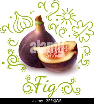Exotic fruit fig with purple peel with green doodles composition on white background vector illustration Stock Vector