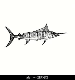 Atlantic blue marlin Makaira nigricans side view. Ink black and white doodle drawing in woodcut outline style. Stock Photo