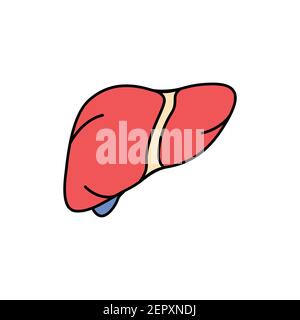 Human organ liver color line icon. Pictogram for web page, mobile app, promo. UI UX GUI design element. Editable stroke. Stock Vector