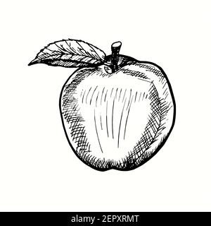 apple black and white drawing