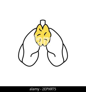Human organs lungs and thyroid gland color line icon. Pictogram for web page, mobile app, promo. UI UX GUI design element. Editable stroke. Stock Vector