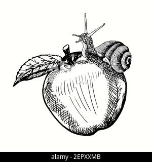 Hand drawn snail crawling on apple. Ink black and white drawing. Stock Photo