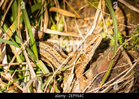 Marazion, Cornwall, UK. 28th February 2021. UK Weather. With the start of astronomical spring on Monday these lizards were warming themselves up in the sunshine on a seafront wall at Marazion this morning. Credit Simon Maycock / Alamy Live News. Stock Photo