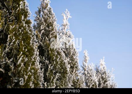 Green leaves of Thuja trees covered with frost with soft sunlight. Thuja twig with snow. Evergreen coniferous tree. A branch of a juniper tree in the Stock Photo