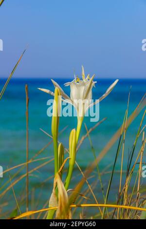 Torre Guaceto Nature Reserve: Pancratium Maritimum, or Sea Daffodil. BRINDISI (Apulia)-ITALY- Stock Photo