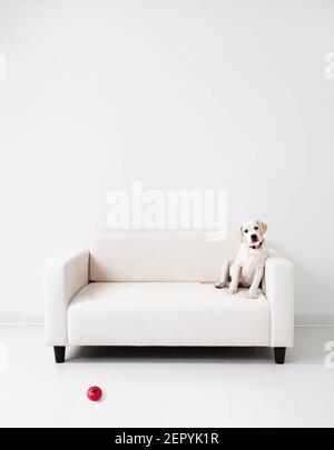 A labrador retriever puppy on a white couch  in a white room Stock Photo