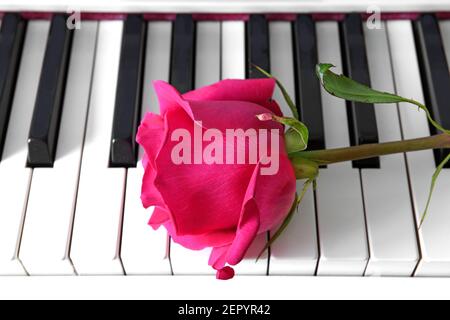 Beautiful bright pink rose on musical piano keyboard. Moscow, Russia Stock Photo