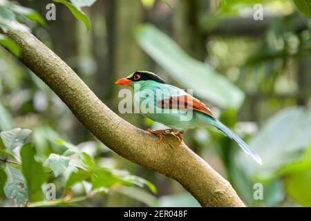The common green magpie (Cissa chinensis) is a member of the crow family. In the wild specimens are usually a bright green colour. Stock Photo