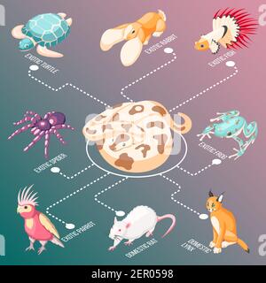 Exotic pets isometric flowchart with fish rabbit turtle parrot lynx rat frog spider cartoon icons vector illustration Stock Vector