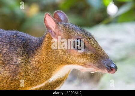 the closeup image of Lesser mouse-deer(Tragulus kanchil) The smallest known hoofed mammal,found widely across Southeast Asia. Stock Photo