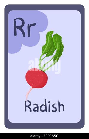 Colorful abc education flash card, Letter R - radish, red root with green leaf. Alphabet vector illustration with food, fruits and vegetables. School, study, learning concept. Stock Vector