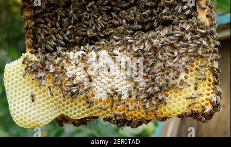 Many bees work on honeycombs, in the apiary, close-up, selective focus. Stock Photo