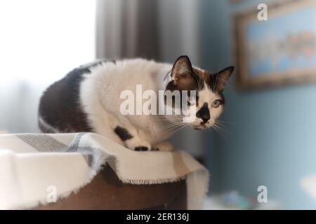 black cat with blue eyes inside a wool basket Stock Photo