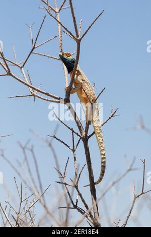 Blue-headed Ground Agama male ( Agama agama aculeata) Kgalagadi Transfrontier Park, Kalahari, Northern Cape, South Africa sunning itself on a bush Stock Photo