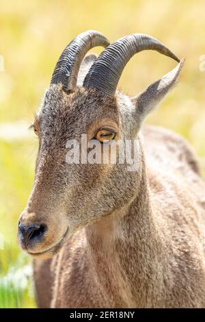 Closeup of nilgiri tahr (Nilgiritragus hylocrius) taken from Eravikulam national park, Munnar which is one of the best tourist location in kerala. Stock Photo