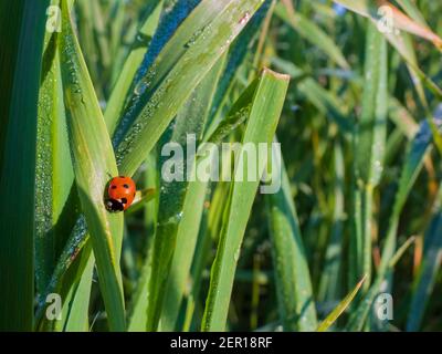 Ladybug on a green leaf of grass covered with dew drops closeup Stock Photo