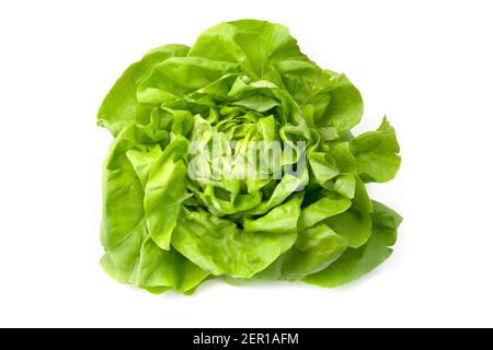 Lettuce (Lactuca sativa) on a white background Stock Photo