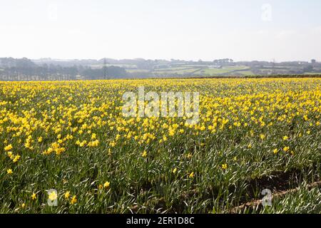 South Tehidy,Cornwall,28th February 2021,A field of flowering Daffodils bathed in sunshine in South Tehidy, Cornwall. The temperature is forecast for a high of 10C.Credit: Keith Larby/Alamy Live News Stock Photo