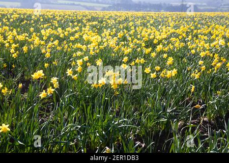 South Tehidy,Cornwall,28th February 2021,A field of flowering Daffodils bathed in sunshine in South Tehidy, Cornwall. The temperature is forecast for a high of 10C.Credit: Keith Larby/Alamy Live News Stock Photo