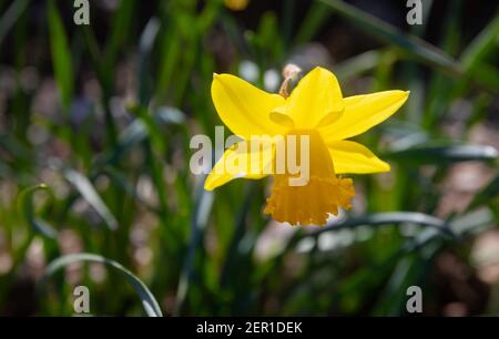 South Tehidy,Cornwall,28th February 2021,Close up of a daffodil in a field of flowering Daffodils bathed in sunshine in South Tehidy, Cornwall. The temperature is forecast for a high of 10C.Credit: Keith Larby/Alamy Live News Stock Photo