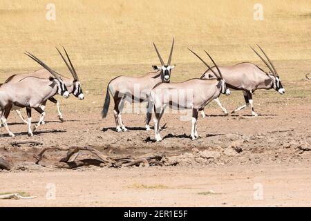 Gemsbok or Gemsbuck (Oryx gazella) herd at waterhole in Auob River, Kgalagadi Transfrontier Park, Kalahari, Northern Cape, South Africa Stock Photo