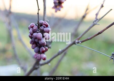 Harvesting poor quality blue grapes in vineyards Stock Photo