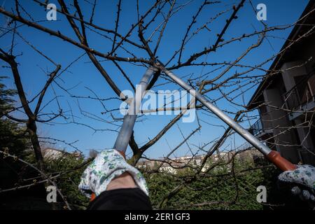 Woman gardener prunes a plum plant in winter. Stock Photo