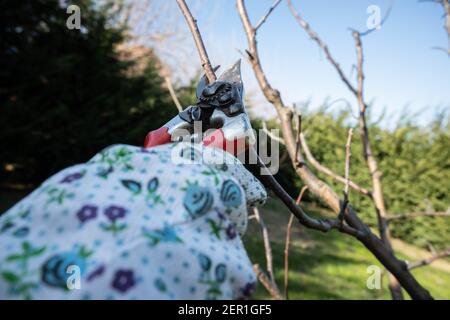 Woman gardener prunes a plum plant in winter. Stock Photo