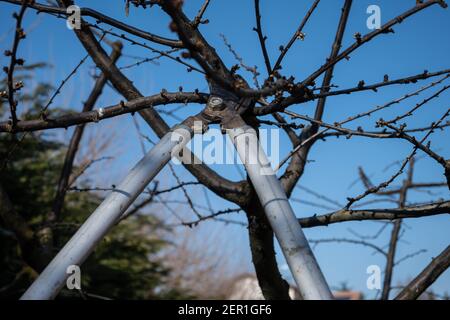 Woman gardener prunes a plum plant in winter. Stock Photo