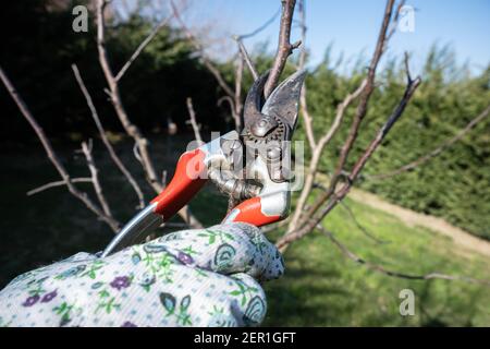 Woman gardener prunes a plum plant in winter. Stock Photo